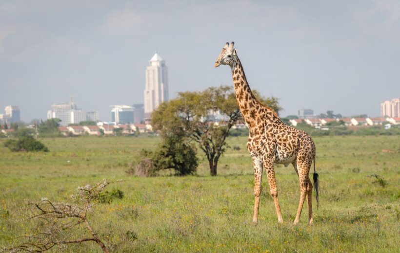 ½-Day Nairobi National Park & Giraffe Centre