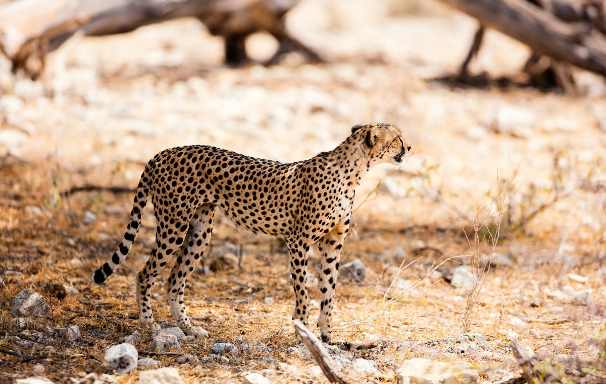 3 Days Samburu Safari