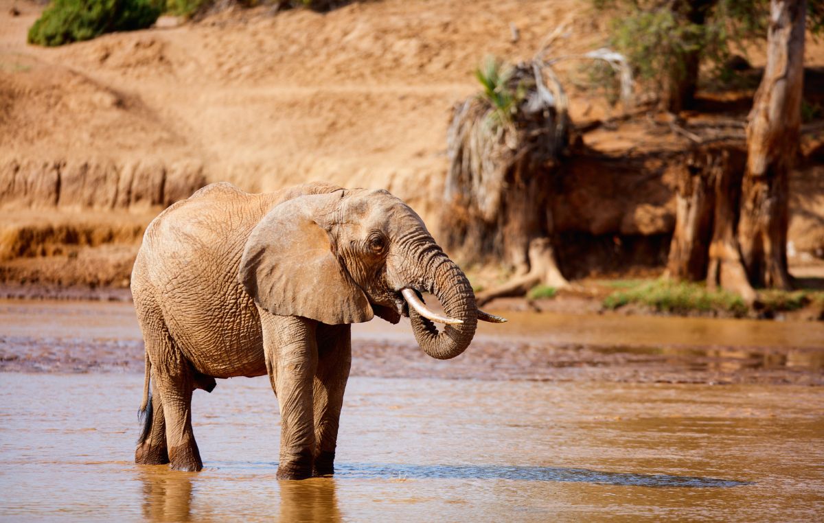 3 Days Samburu Safari