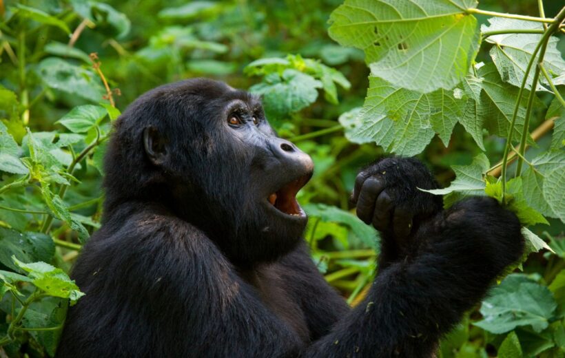 3-Day Tour to Uganda - Gorilla Trekking Bwindi Forest