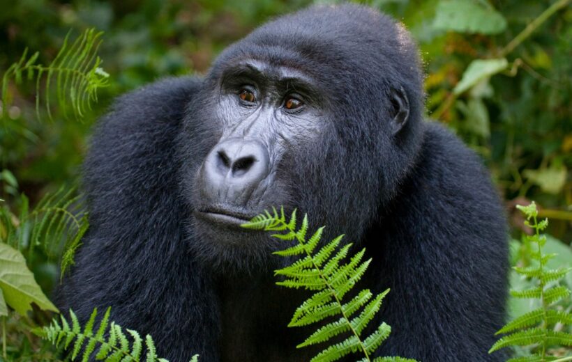 5-Day Uganda Gorilla and Chimpanzees Safari