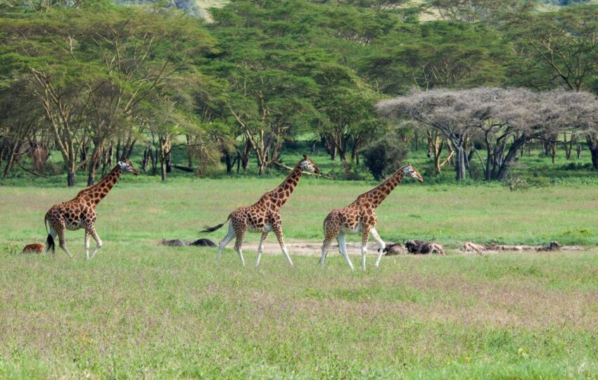 9 Days Kenya Tanzania Safari
