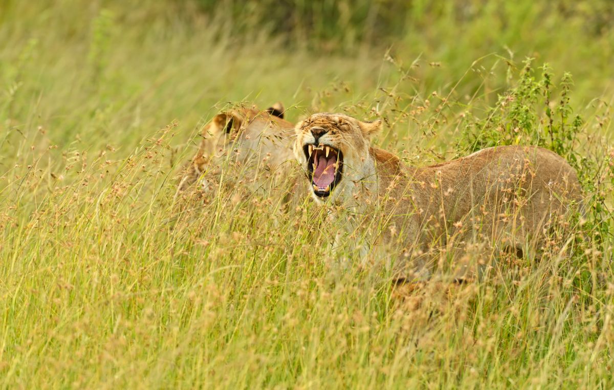 Masai Mara Flying Safari