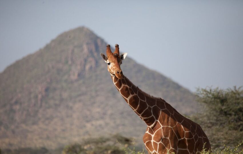 3 Days Samburu Safari